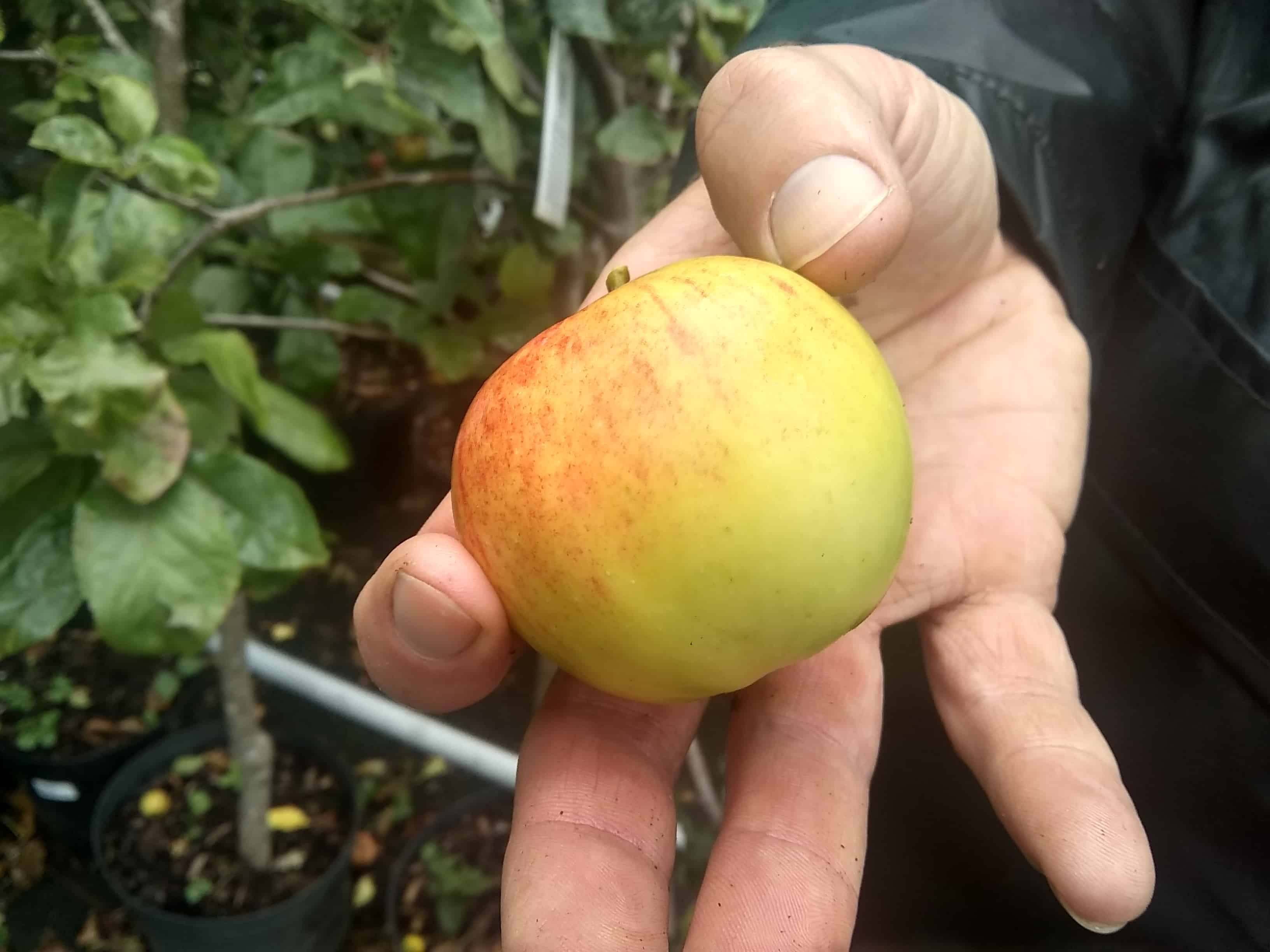 apple 2